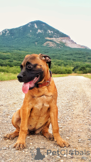 Photo №4. I will sell bullmastiff in the city of Эребру. private announcement - price - negotiated