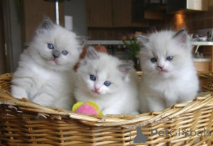 Photo №1. ragdoll - for sale in the city of Edingen-Neckarhausen | negotiated | Announcement № 162254