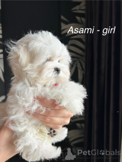 Photo №2 to announcement № 135523 for the sale of maltese dog - buy in Poland breeder