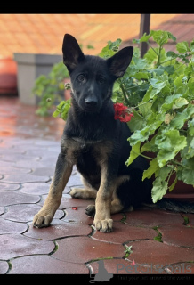 Photo №1. german shepherd - for sale in the city of Kragujevac | negotiated | Announcement № 159097