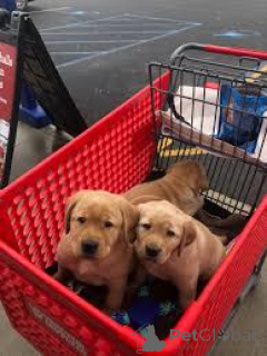 Photo №4. I will sell labrador retriever in the city of Vienna. private announcement, breeder - price - 723$