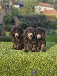 Photo №2 to announcement № 155641 for the sale of poodle (toy) - buy in Serbia 