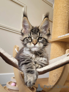 Photo №4. I will sell maine coon in the city of Cologne. breeder - price - negotiated