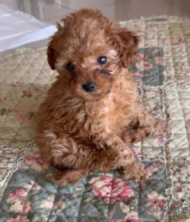 Photo №1. poodle (toy) - for sale in the city of Амстердам | Is free | Announcement № 75186