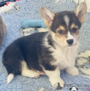 Additional photos: Pembroke Welsh Corgi Puppies