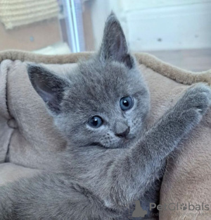 Photo №1. russian blue - for sale in the city of Fresno | 260$ | Announcement № 84042