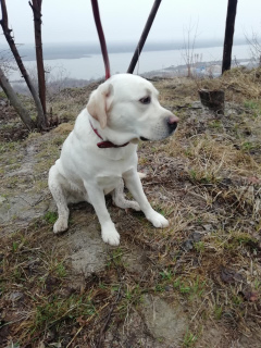 Photo №3. Male breed Labrador in good hands. Russian Federation