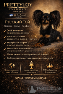 Photo №2 to announcement № 163672 for the sale of russkiy toy - buy in Israel from nursery