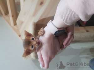 Photo №3. Abyssinian kittens for sale. Russian Federation