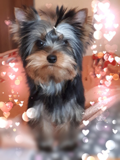 Photo №1. yorkshire terrier - for sale in the city of Kaliningrad | 622$ | Announcement № 5556