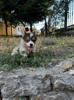 Photo №1. welsh corgi - for sale in the city of Zrenjanin | negotiated | Announcement № 66385