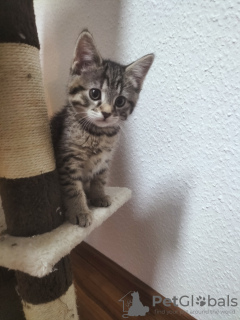 Photo №1. domestic cat - for sale in the city of Гамбург | negotiated | Announcement № 125658