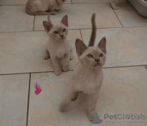 Photo №1. burmese cat - for sale in the city of Сан - Анджело | 450$ | Announcement № 121263