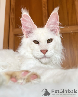 Photo №1. maine coon - for sale in the city of Chicago | 300$ | Announcement № 103581