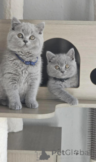 Photo №1. british shorthair - for sale in the city of Sliema | negotiated | Announcement № 167352