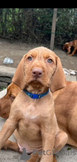 Photo №1. vizsla - for sale in the city of Munichenbernsdorf | 413$ | Announcement № 166495