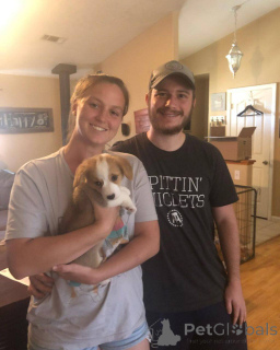 Photo №4. I will sell welsh corgi in the city of Barcelona. breeder - price - 723$