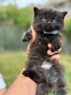 Photo №4. I will sell munchkin in the city of BERNEX. private announcement, breeder - price - 568$