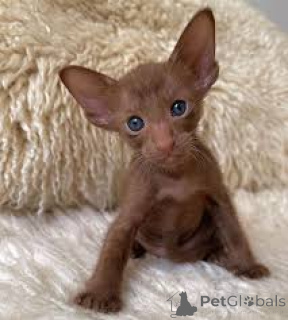 Photo №4. I will sell oriental shorthair in the city of Antwerp. private announcement, breeder - price - 361$