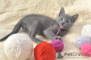 Photo №1. russian blue - for sale in the city of Mogilyov | 509$ | Announcement № 7594