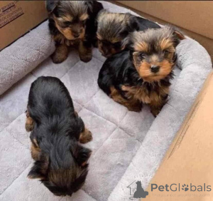 Photo №2 to announcement № 160027 for the sale of yorkshire terrier - buy in Romania private announcement