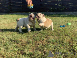 Photo №1. english bulldog - for sale in the city of Vinnitsa | 1183$ | Announcement № 11219