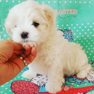 Photo №1. maltese dog - for sale in the city of Novosibirsk | Is free | Announcement № 2164