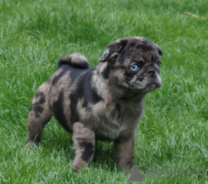 Photo №4. I will sell pug in the city of Constanța. private announcement, breeder - price - 2000$