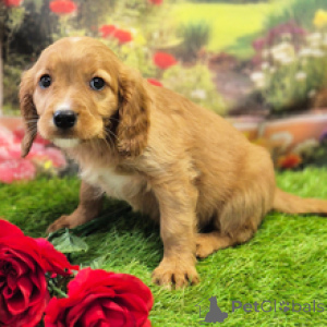 Photo №2 to announcement № 168601 for the sale of cavalier king charles spaniel - buy in Australia private announcement