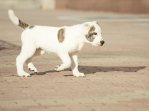 Photo №2 to announcement № 3611 for the sale of central asian shepherd dog - buy in Russian Federation from nursery, breeder