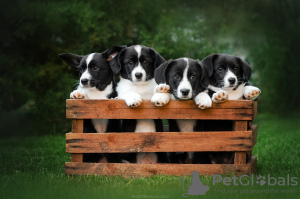 Additional photos: Welsh Corgi Cardigan puppies