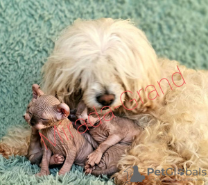 Photo №3. Elf.Kitties Elf.Elf.ELF. Russian Federation