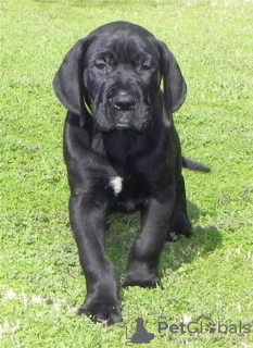 Photo №1. labrador retriever - for sale in the city of Корк | Is free | Announcement № 124161