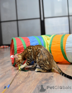 Photo №1. bengal cat - for sale in the city of Minsk | 387$ | Announcement № 158404