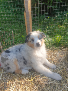 Photo №1. australian shepherd - for sale in the city of St. Petersburg | negotiated | Announcement № 69331