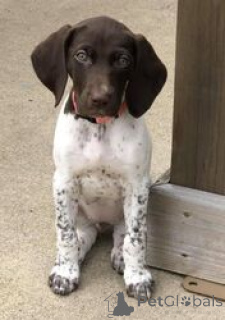 Photo №1. german shorthaired pointer - for sale in the city of Varmaland | negotiated | Announcement № 168821