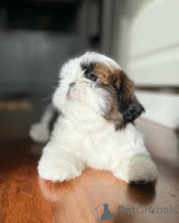 Photo №3. Prachtige Shih Tzu-puppy's te koop. Belgium
