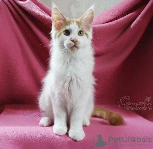 Photo №2 to announcement № 7490 for the sale of maine coon - buy in Russian Federation from nursery, breeder