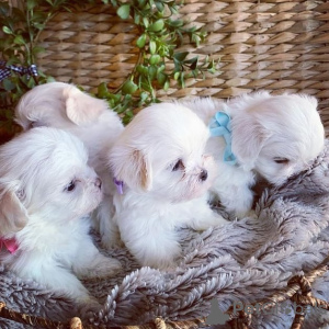 Photo №2 to announcement № 44532 for the sale of maltese dog - buy in Germany private announcement