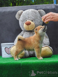 Photo №3. Shiba Inu puppies. Serbia