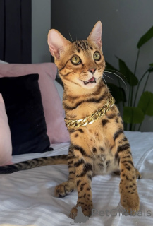 Photo №1. bengal cat - for sale in the city of Cairns | 2900$ | Announcement № 176654