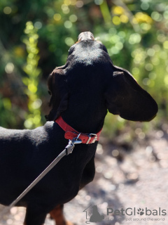 Photo №3. Dachshund standard smooth coat. Russian Federation