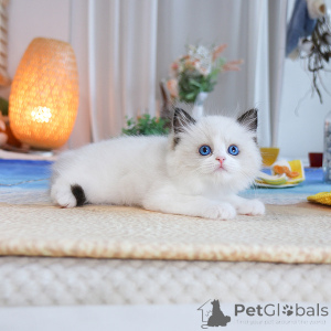 Photo №1. ragdoll - for sale in the city of Aarschot | 235$ | Announcement № 152273
