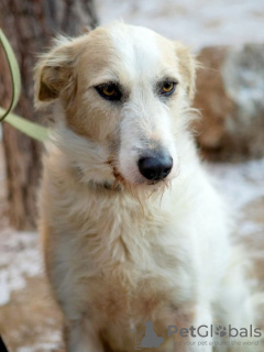 Additional photos: The absolutely amazing dog Firefly is looking for his family!