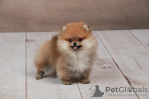 Photo №2 to announcement № 73752 for the sale of pomeranian - buy in Serbia breeder