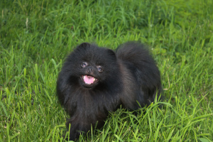 Photo №2 to announcement № 3364 for the sale of pomeranian - buy in Russian Federation breeder
