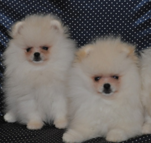Photo №1. pomeranian - for sale in the city of Kiev | 1117$ | Announcement № 4599