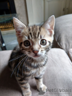 Photo №1. bengal cat - for sale in the city of Ysselsteyn | 370$ | Announcement № 115067