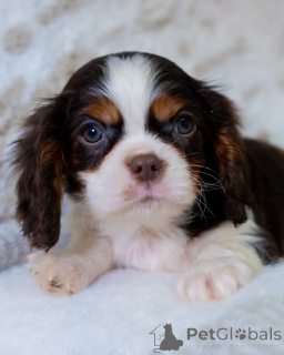 Photo №4. I will sell cavalier king charles spaniel in the city of Berga. private announcement - price - 568$