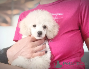 Photo №2 to announcement № 155382 for the sale of poodle (toy) - buy in Serbia 